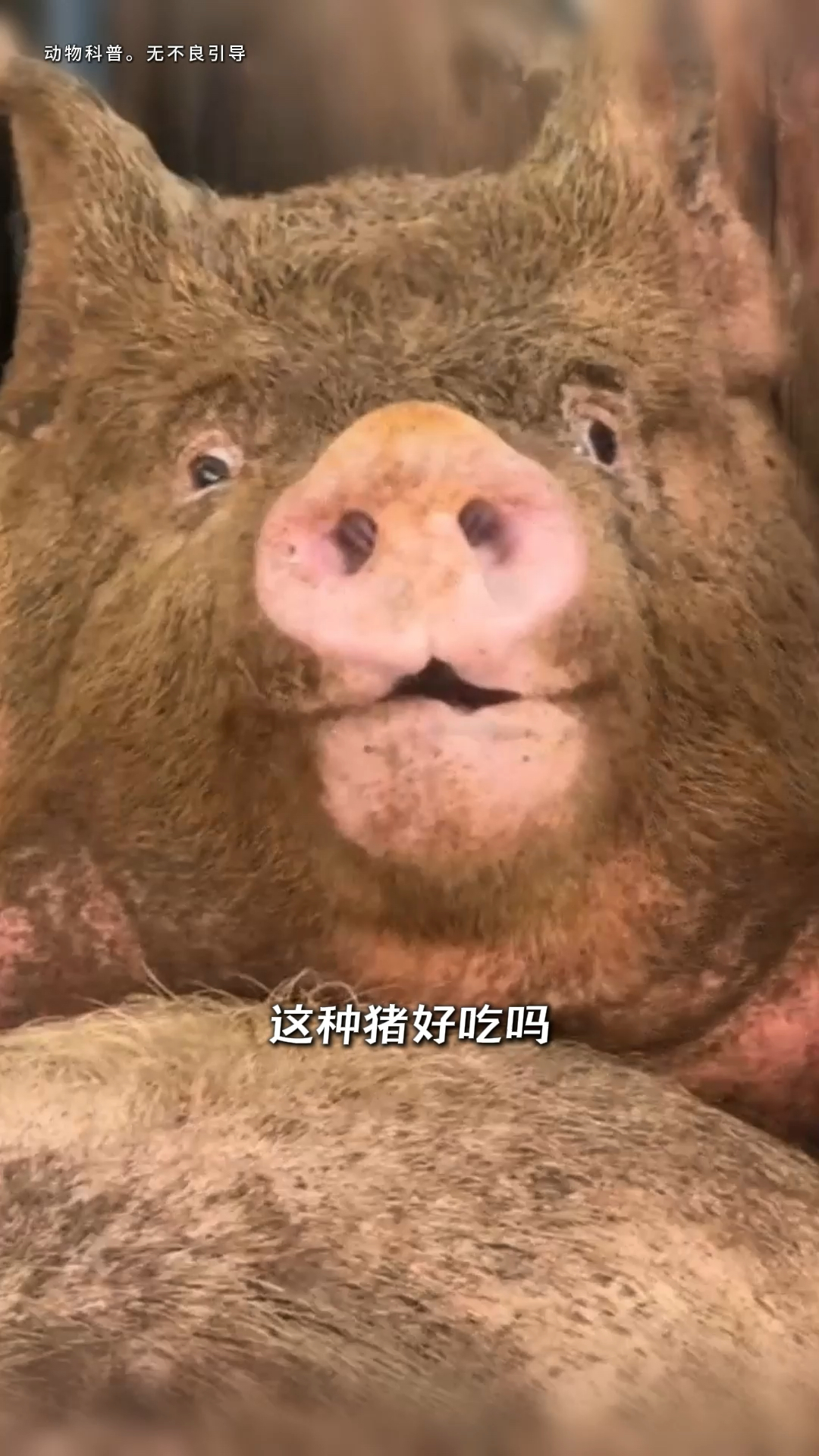 一口气看完8种不同的猪