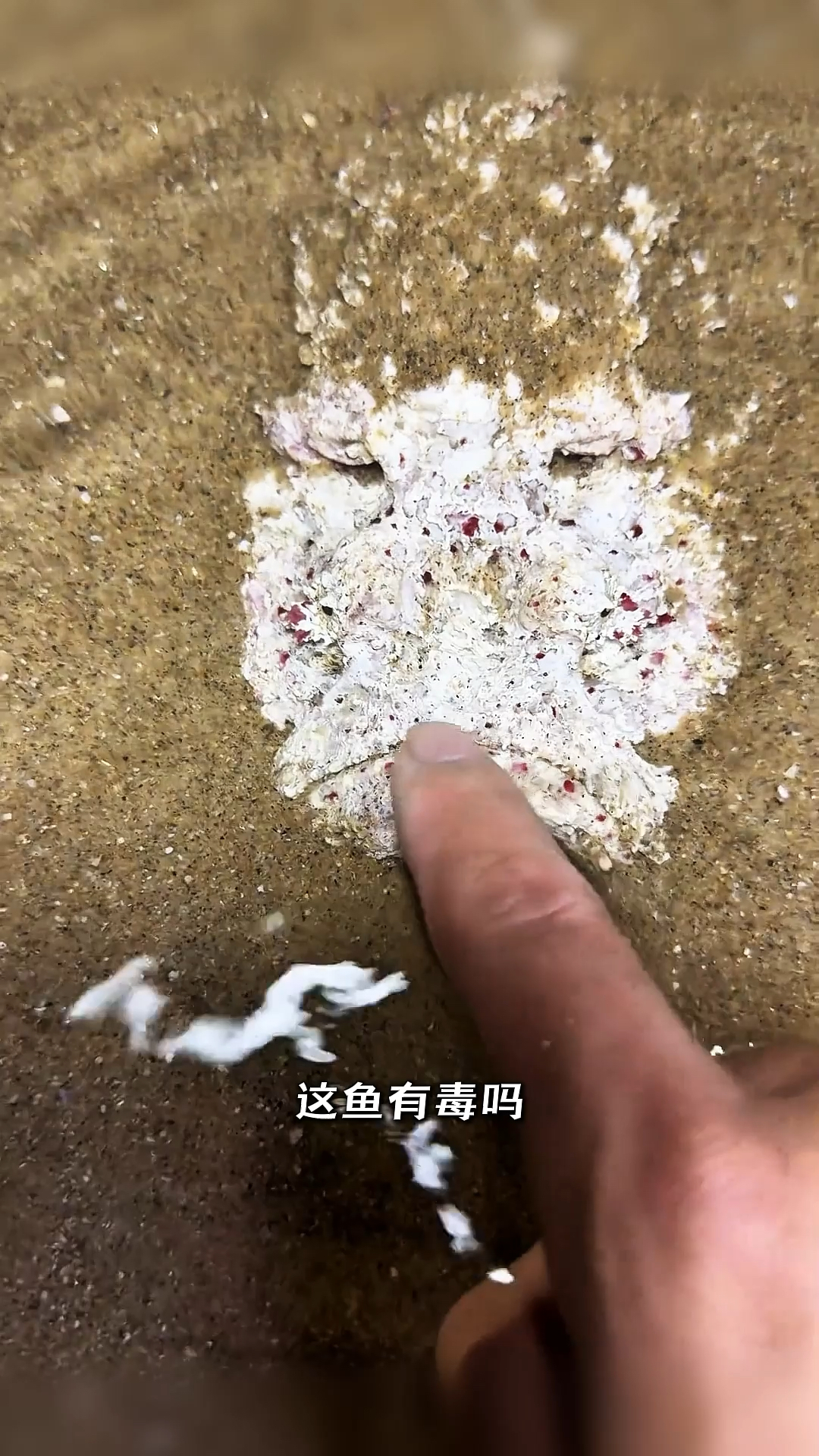 鱼身上这些有毒的部位,你一定要知道!
