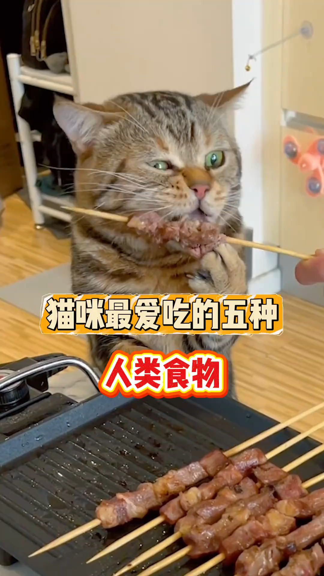 猫咪最爱吃的五种人类食物