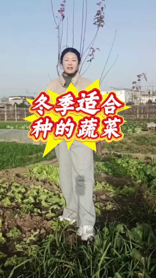 适合冬季种植的蔬菜