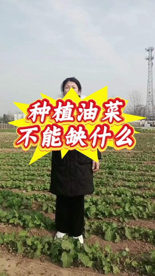 油菜种植不能缺了这一样