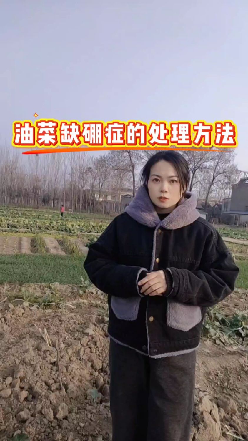 油菜缺硼症的处理方法