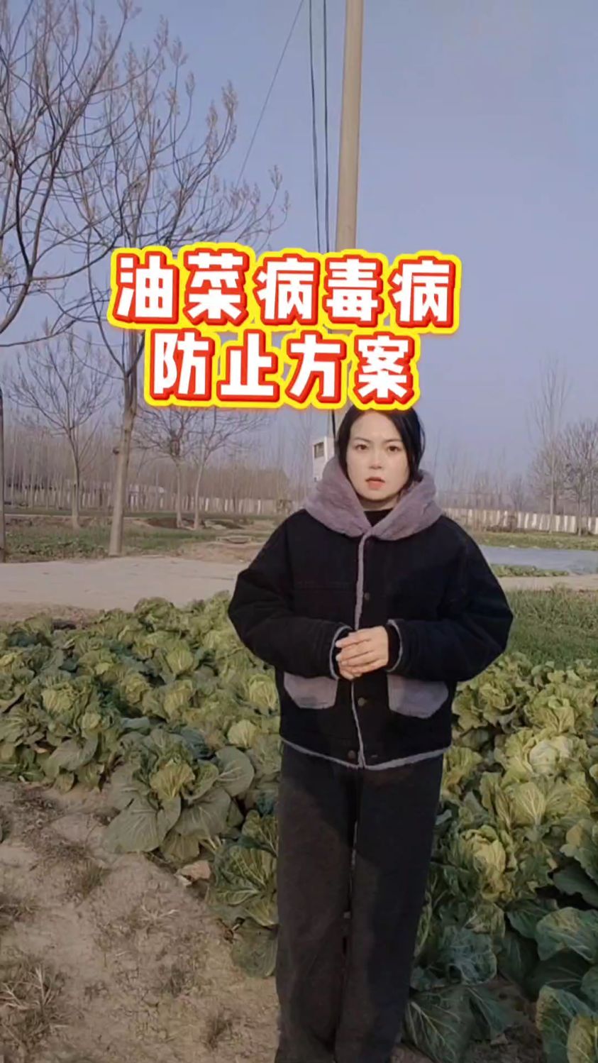 油菜病毒病防治方案