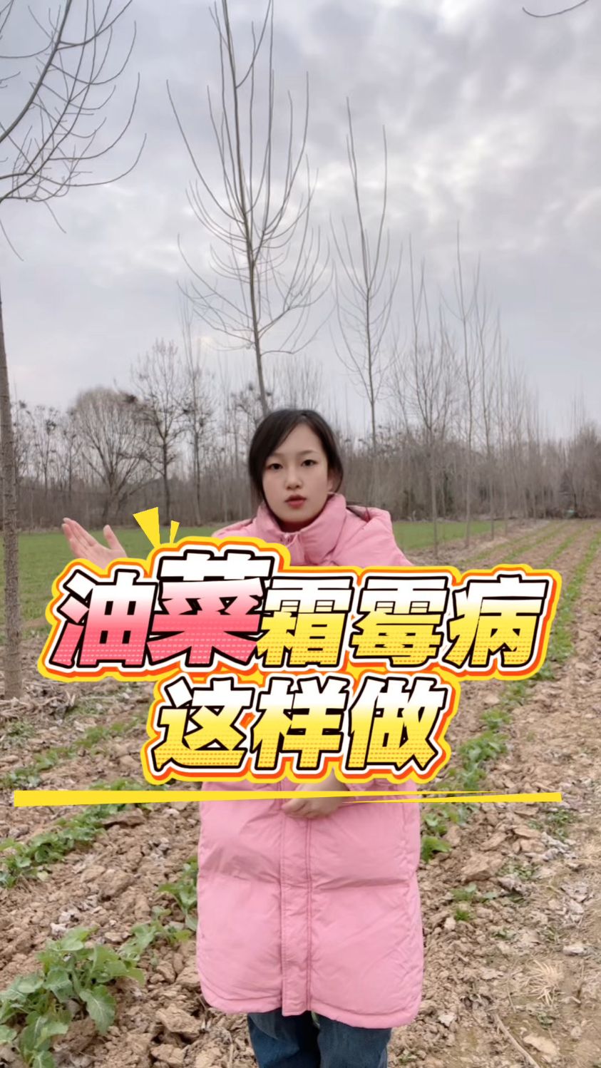 油菜霜霉病这样做