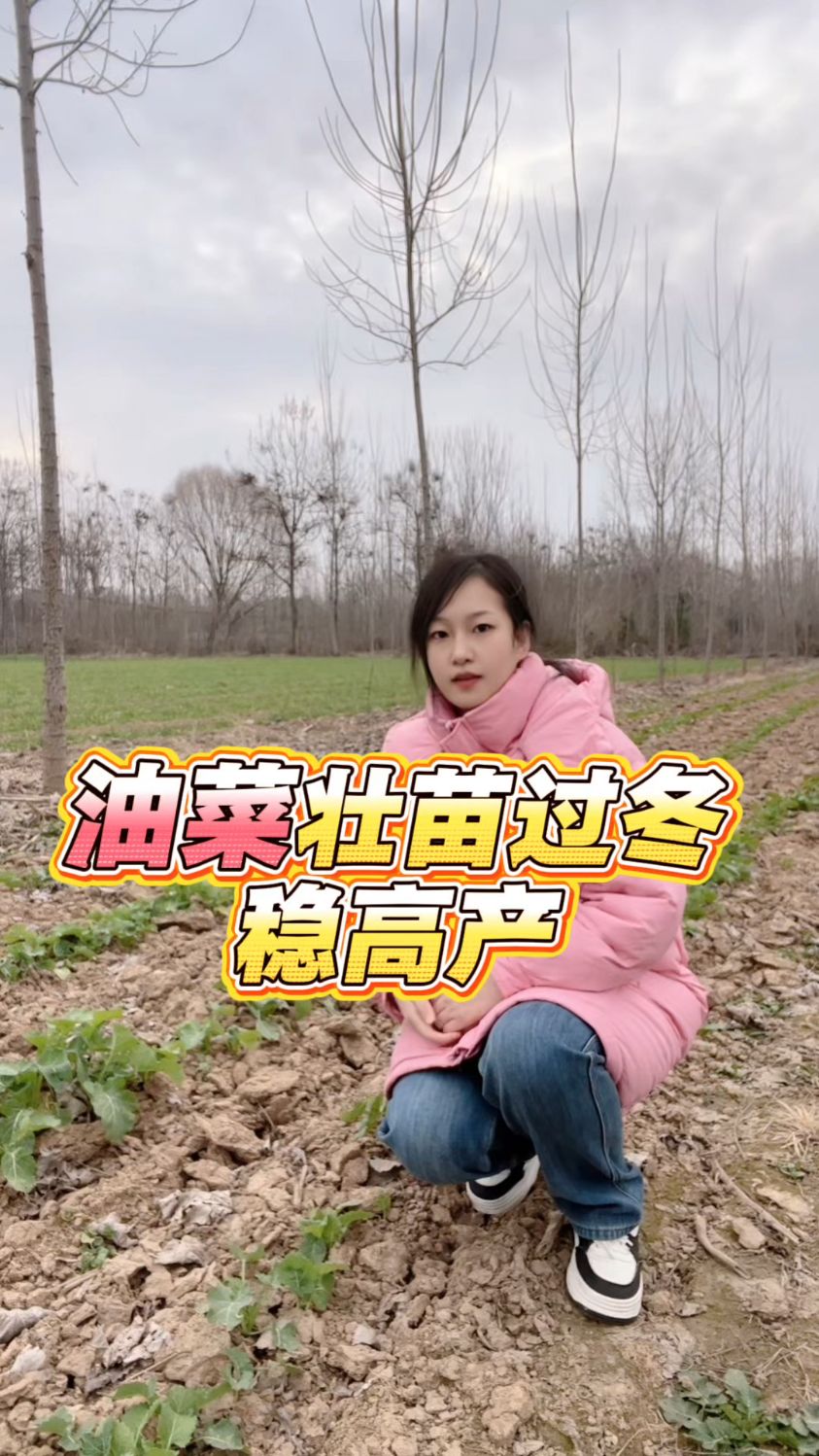 油菜壮苗过冬稳高产