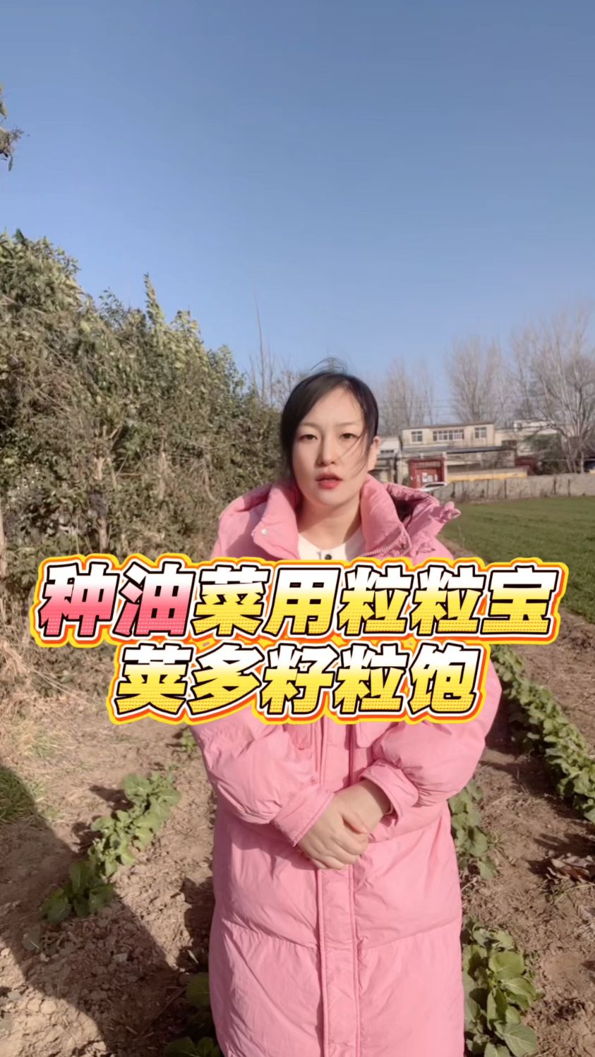 种油菜用粒粒宝荚多籽粒饱