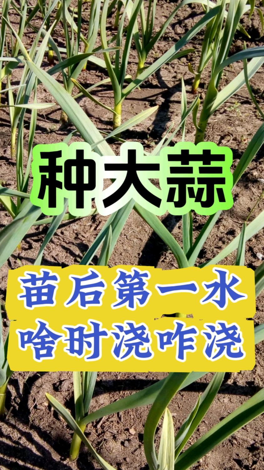 大蒜出苗后第一水咋浇？