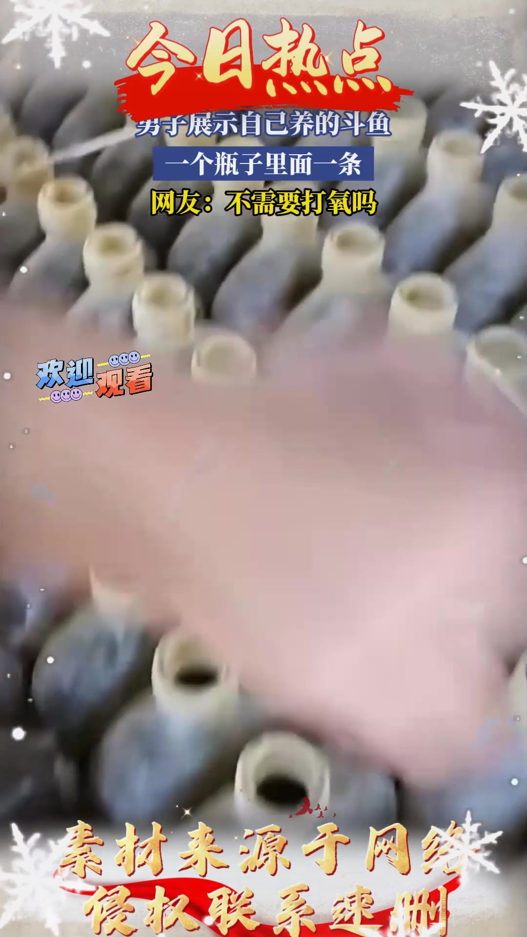 男子展示自己养的斗鱼，一个瓶子里面一条，不需要打氧吗
