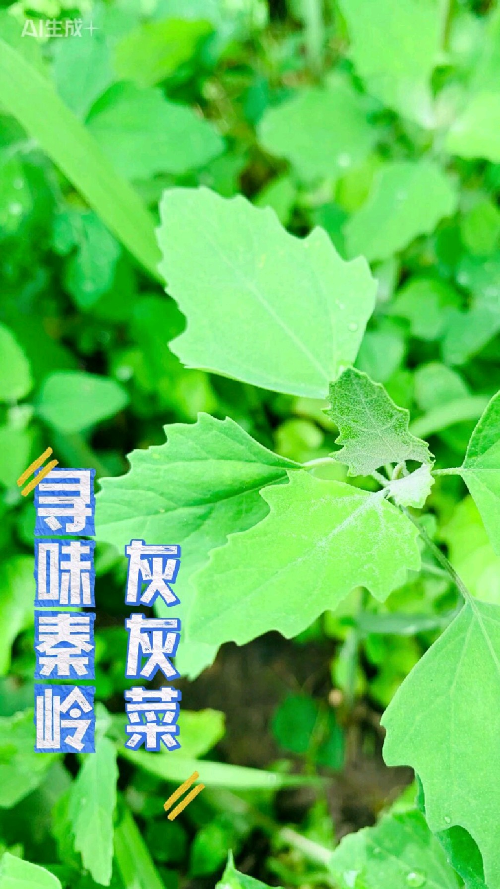 春季田野路边的灰灰菜