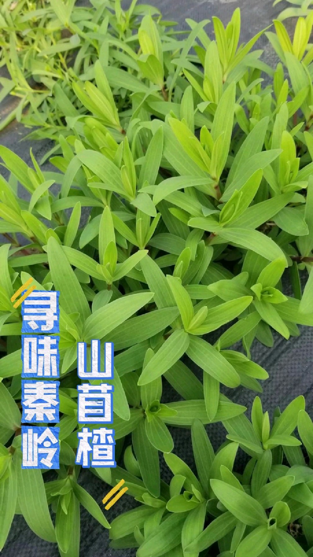 山苜楂,野菜届的明星