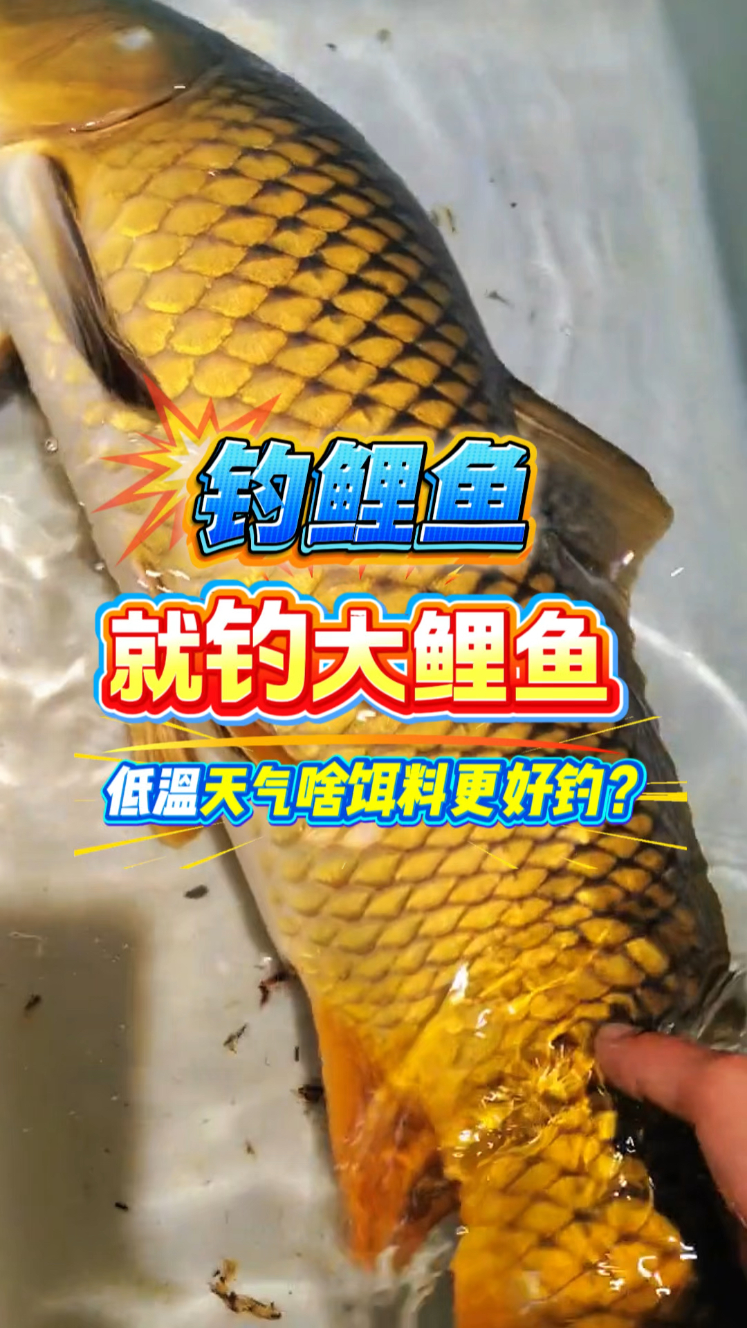 钓鲤鱼就钓大鲤鱼，立冬之后该用什么样的饵料更好钓？