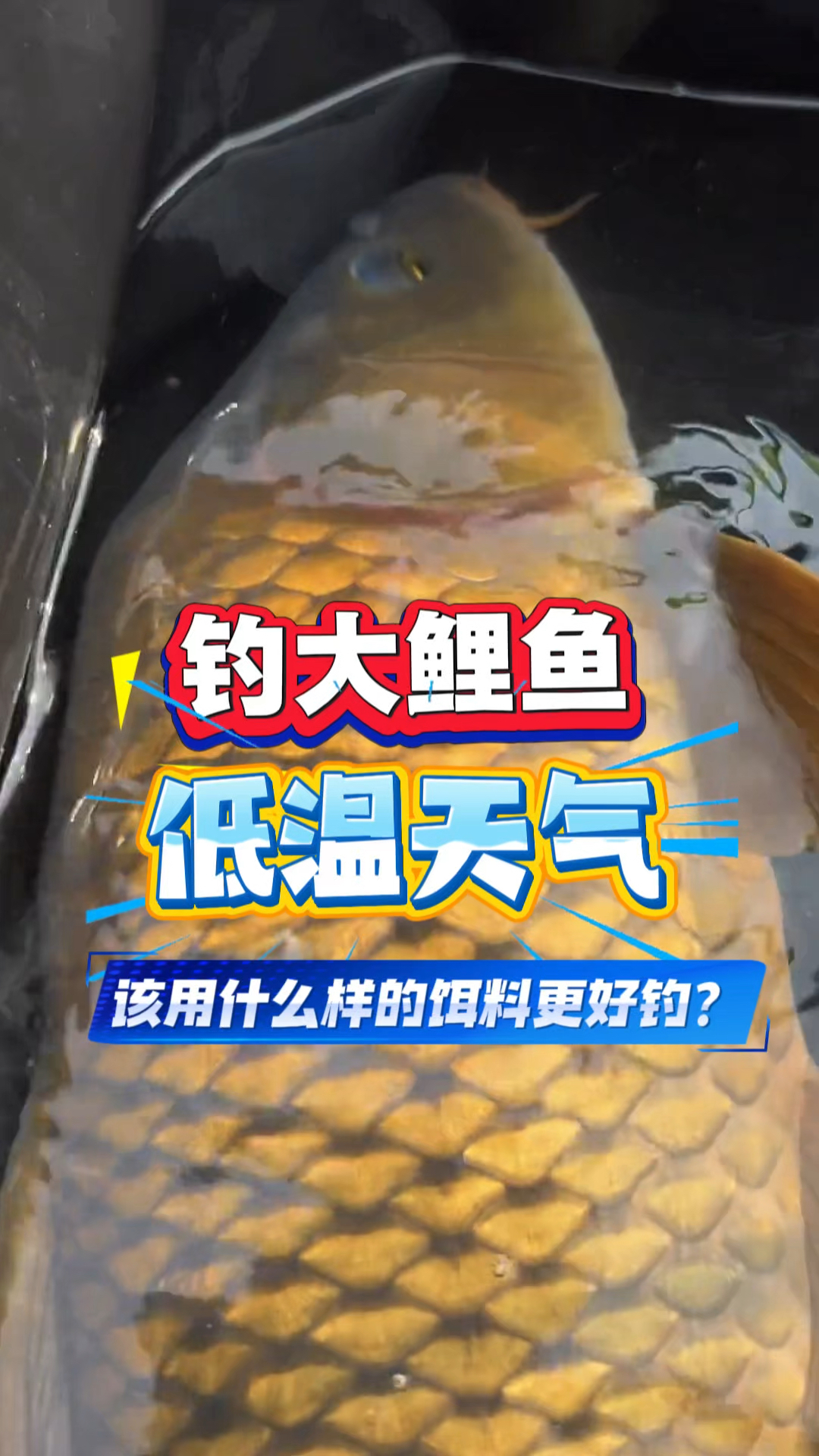 钓大鲤鱼低温用什么样的饵料更好钓？记住！少加点科技与狠活！