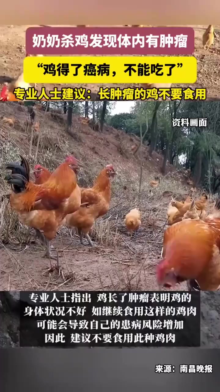 奶奶杀鸡发现体内有肿瘤,专业人士建议:长肿瘤的鸡不要食用