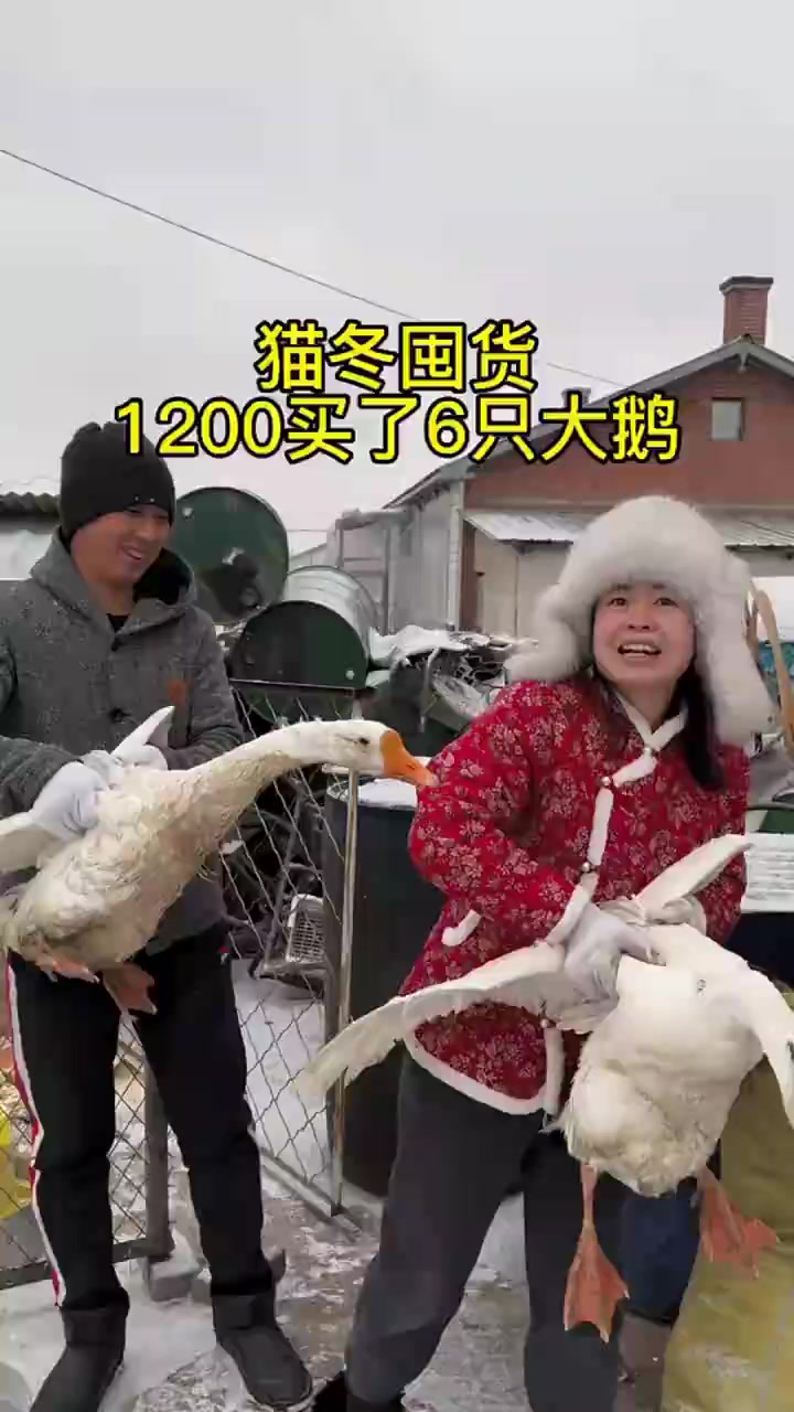 东北下雪了 大鹅天塌了 今天猫冬囤大鹅 花1200元买了6只