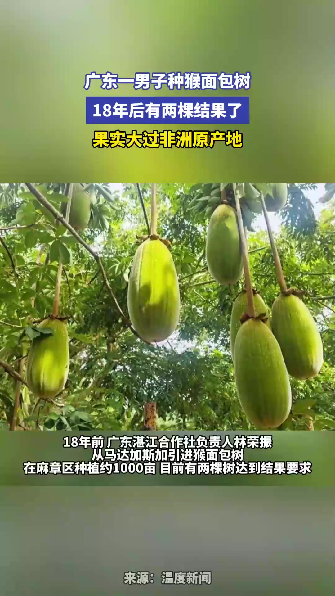 广东一男子种猴面包树,18年后有两棵结果了,果实大过非洲原产地