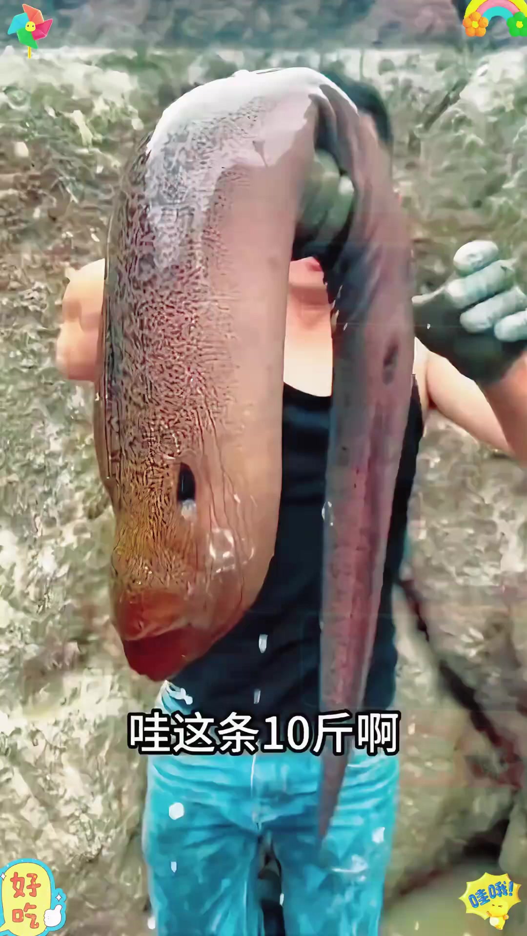 最大的鳗鱼能有多大