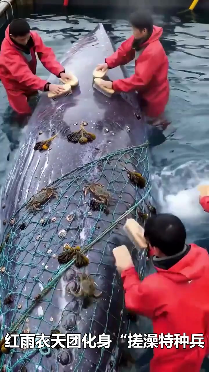 帮助搁浅的鲸鱼重回大海_3_全局解说
