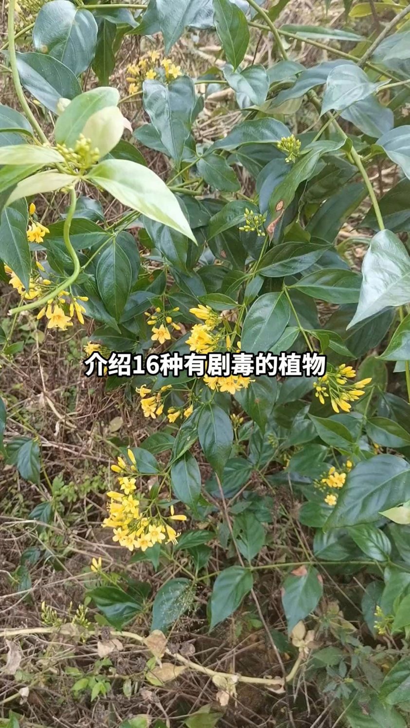 一个视频介绍16种剧毒的植物#野果 #野菜 #有毒植物 #科普一下