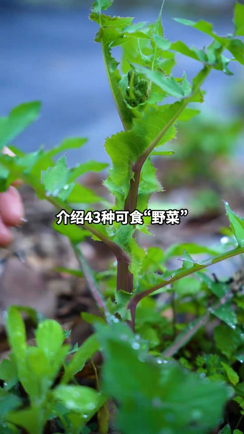 一个视频介绍43种可食“野菜”#野菜 #蔬菜 #青菜 #科普一