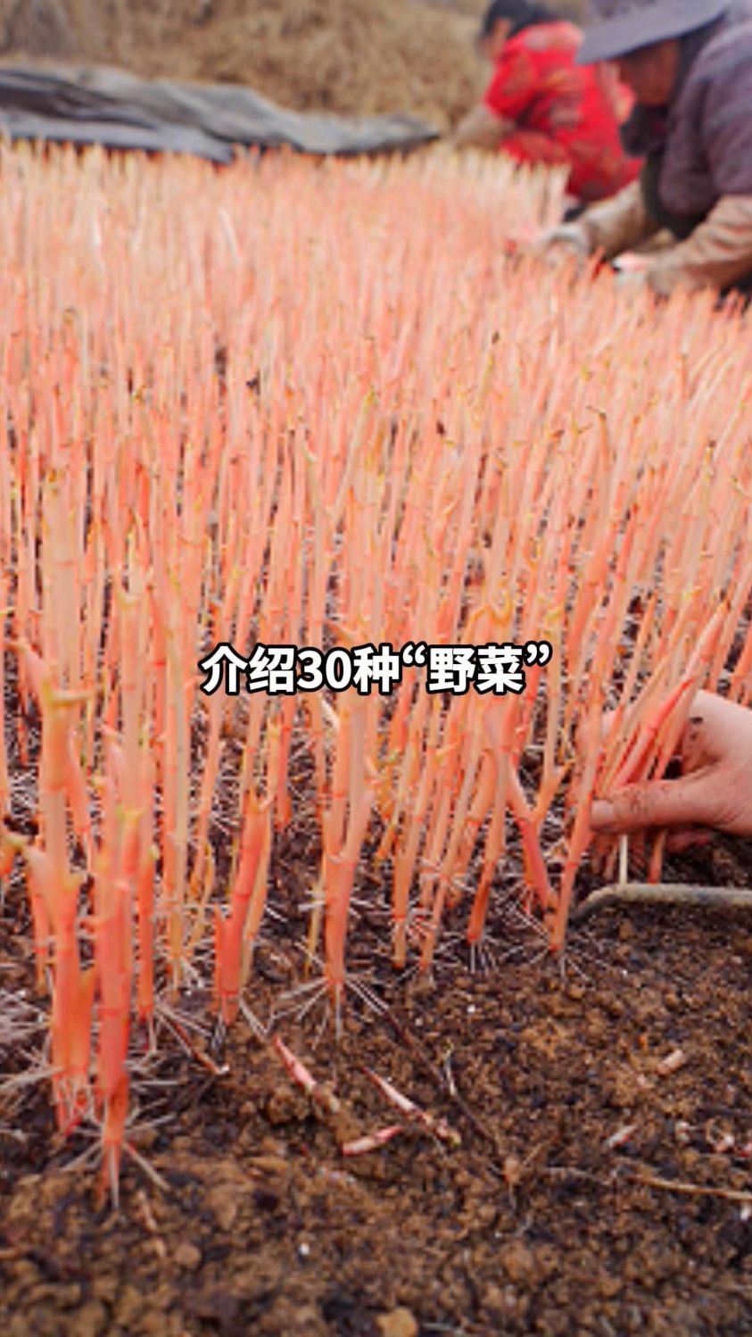 一个视频介绍30种“野菜”#野菜 #蔬菜 #植物 #科普一下