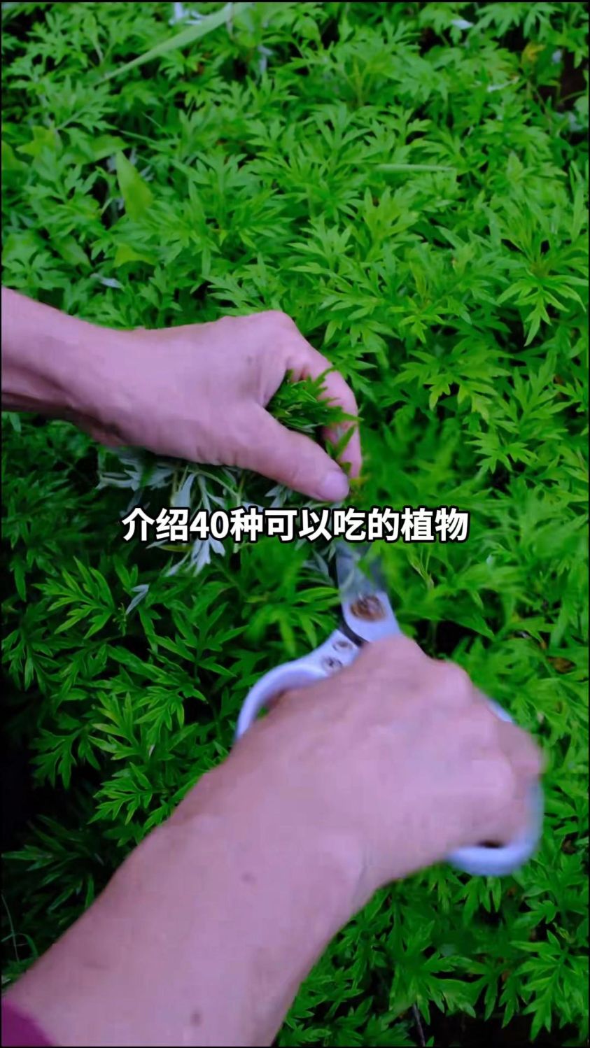 介绍40种可以吃的植物#植物 #野菜 #蔬菜 #科普一下