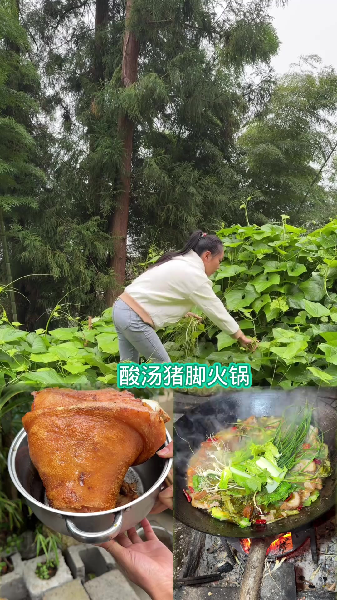 今天做一个酸汤猪脚火锅吃 最近的天气越来越冷了超级的合适吃各种各样的火锅啦