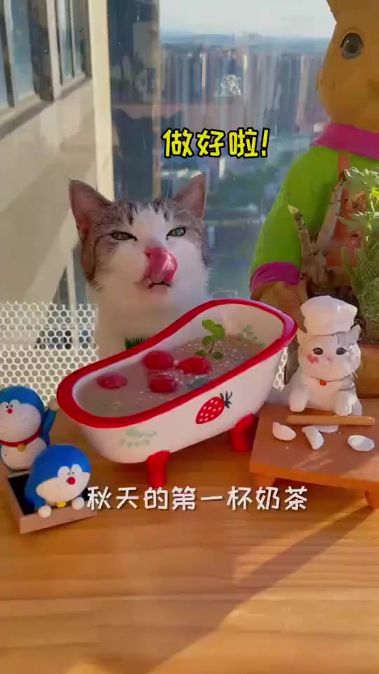 厨猫:秋天的第一杯奶茶