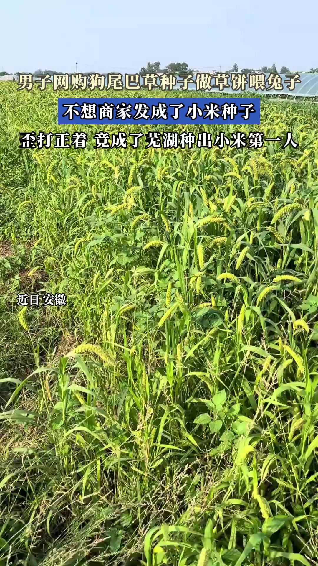 男子网购狗尾巴草,商家错发成小米种子,歪打正着还真种成功了