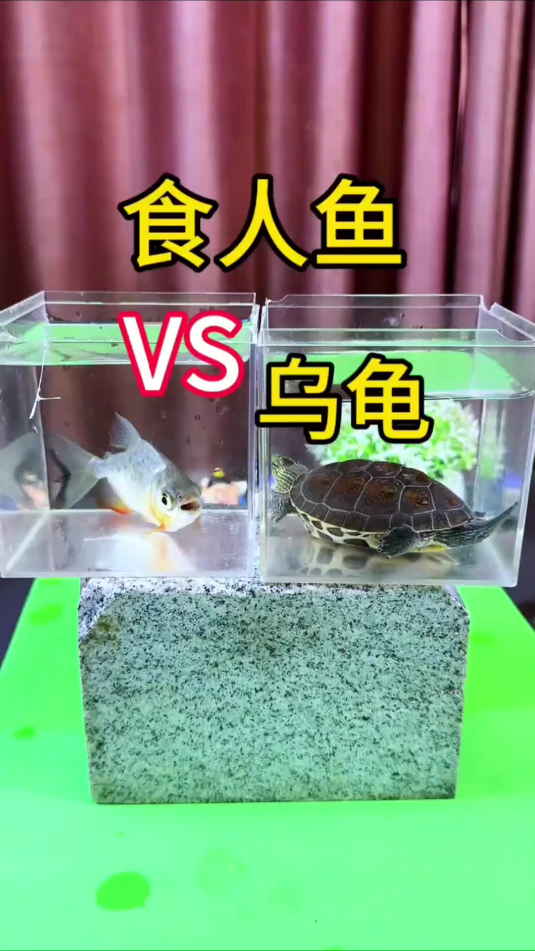 不小心的把食人鱼和小乌龟放在一起，实测