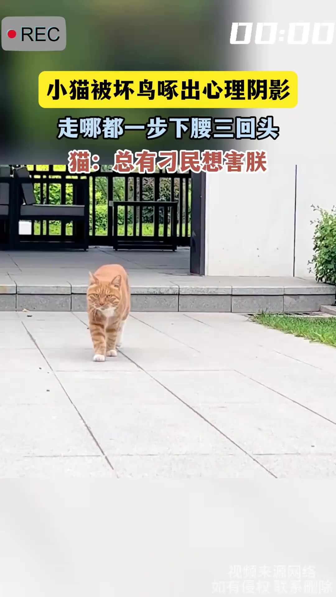 小猫被坏鸟啄出心理阴影,走哪都一步下腰三回头,猫:总有刁民想