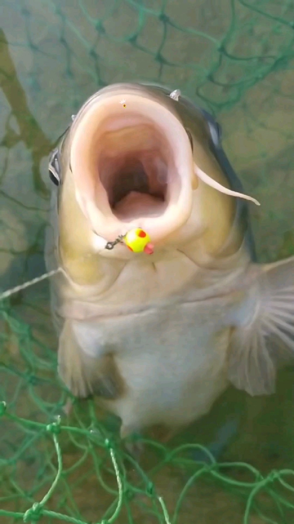 钓中鱼鳍带腊鱼标的鱼，直接解锁腊鱼奖 旅游钓鱼两不误