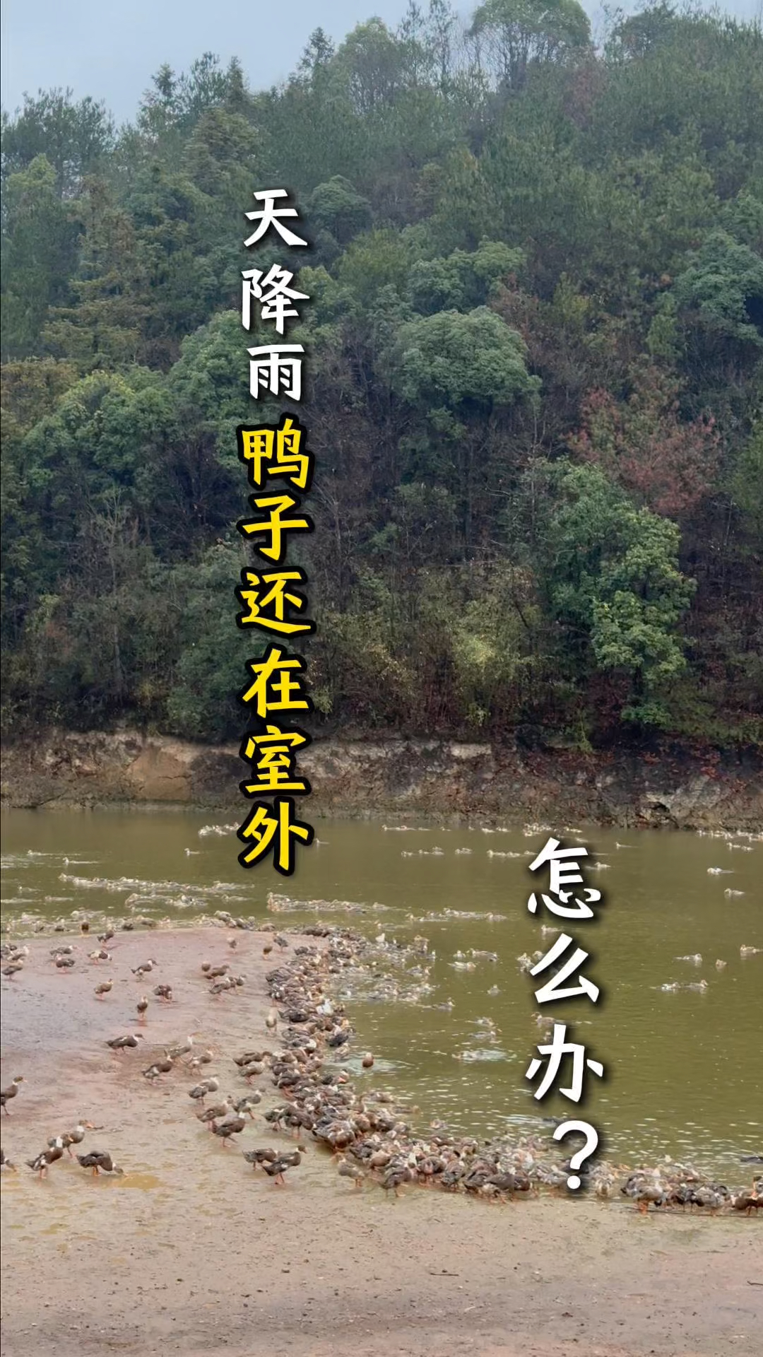 鸭子在室外淋雨会不会感冒？#三农#村支书#鸭李书记#养鸭人