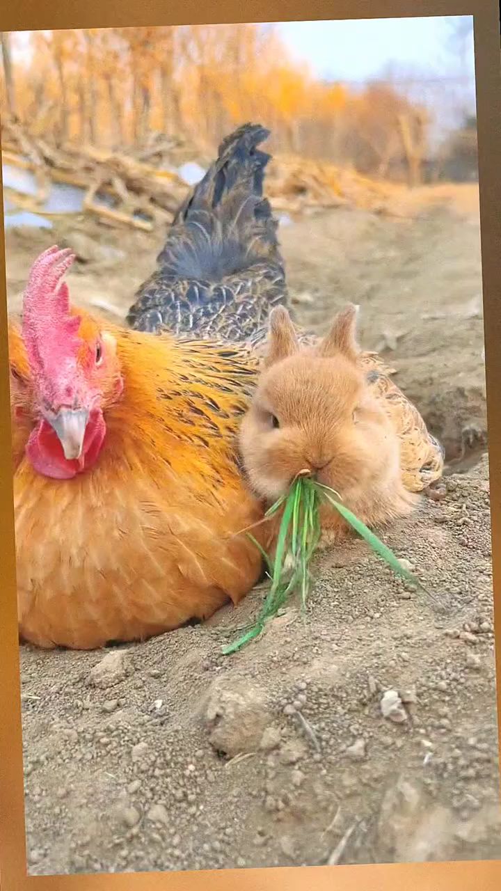小兔子和鸡妈妈来了