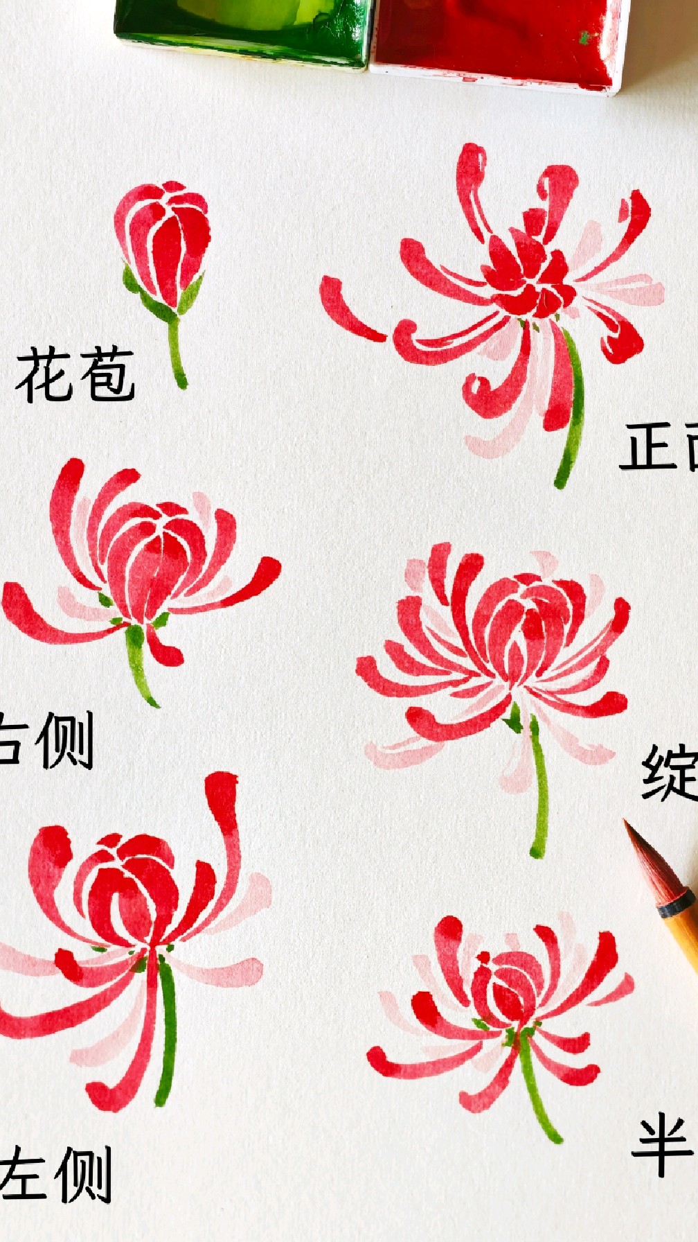 6种国画菊花的形态画法