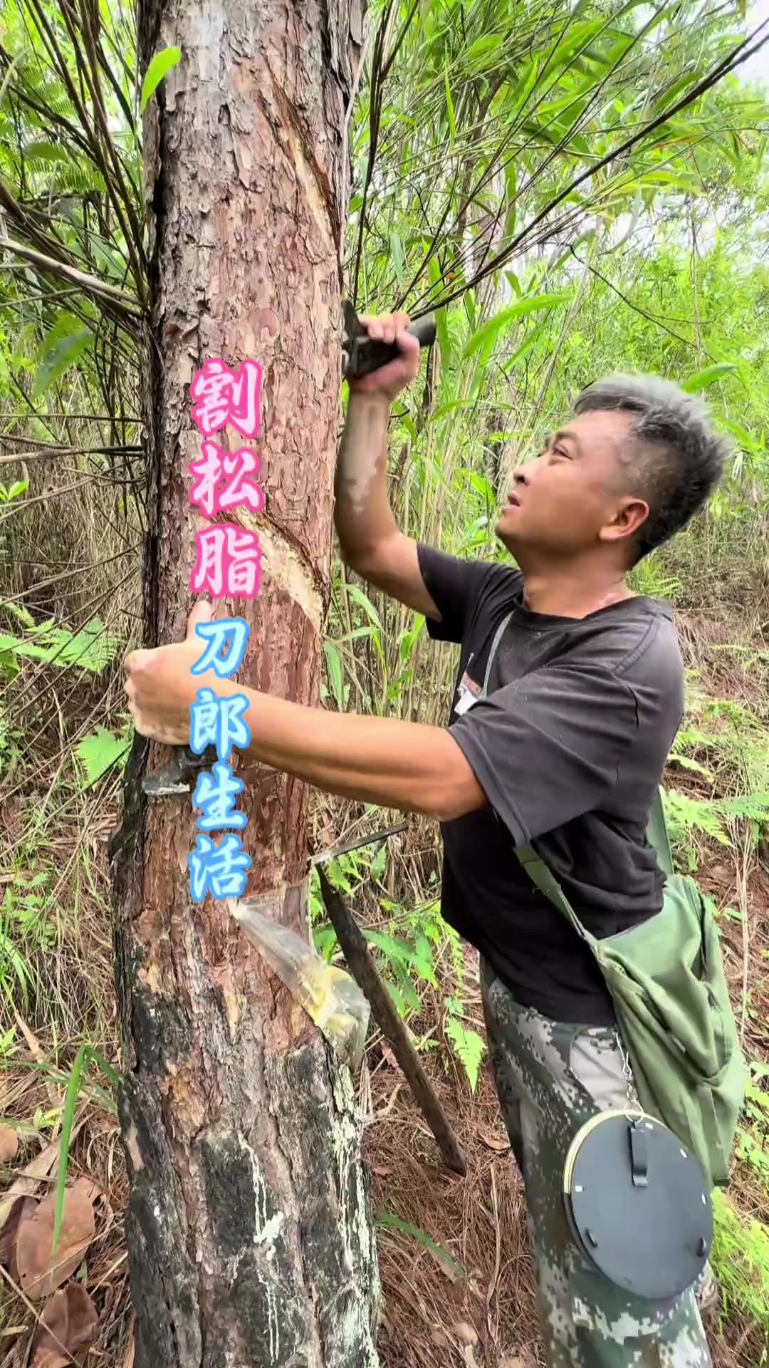 割松脂，刀郎生活！ 今天上山割松脂，停歇几个月第一刀，阿强他们钓了些鲤鱼，今天就去我表哥家
