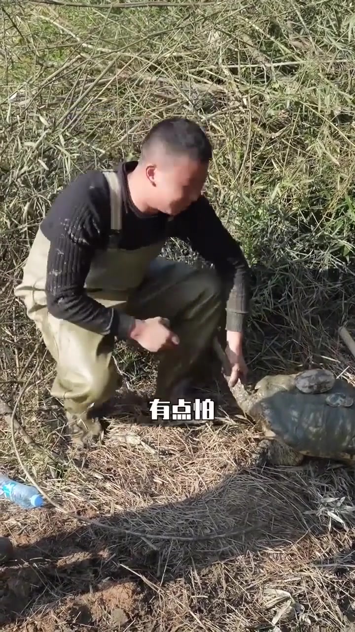 多年未打理的野塘,里面竟然出现了十几年的“鳄鱼龟”第六集