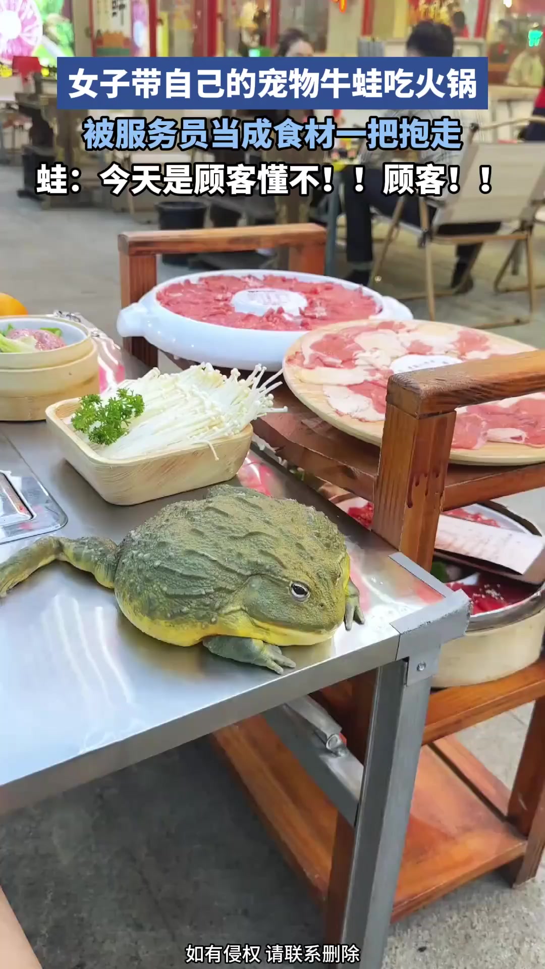 女子带自己的宠物牛蛙吃火锅，被服务员当成食材，一把抱走