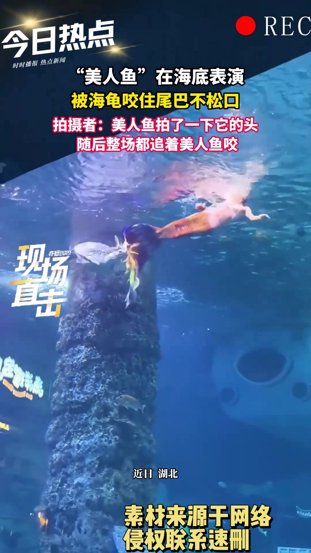 “美人鱼”在海底表演，被海龟咬住尾巴不松口