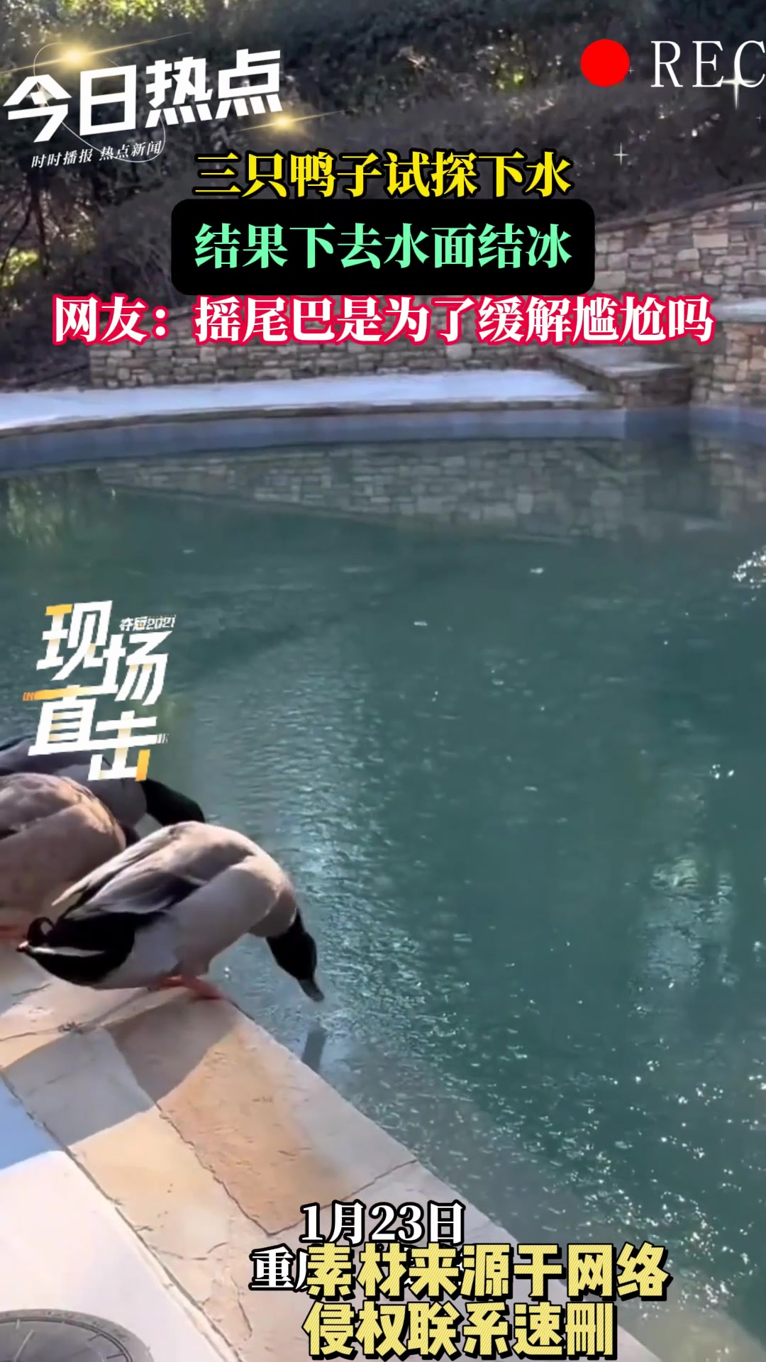 三只鸭子试探下水,结果下去水面结冰,网友:摇尾巴是缓解尴尬吗