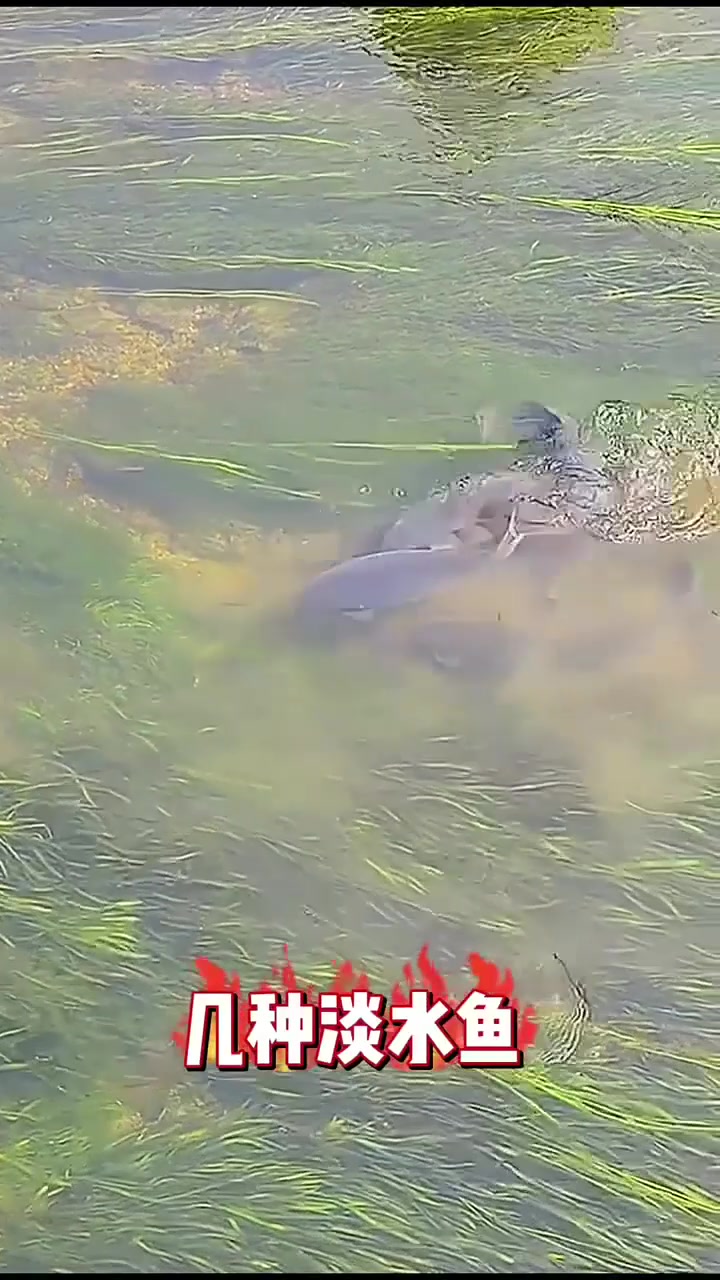 长得最快淡水鱼有哪些