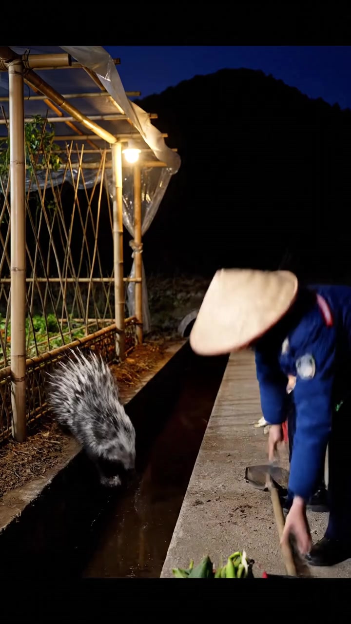 菜地惊现满头包刺头，菜农举铲硬刚民警强光劝退