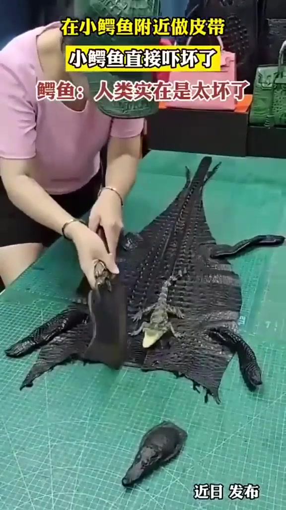 男子在小鳄鱼的身旁做皮带,结果鳄鱼被吓得不轻