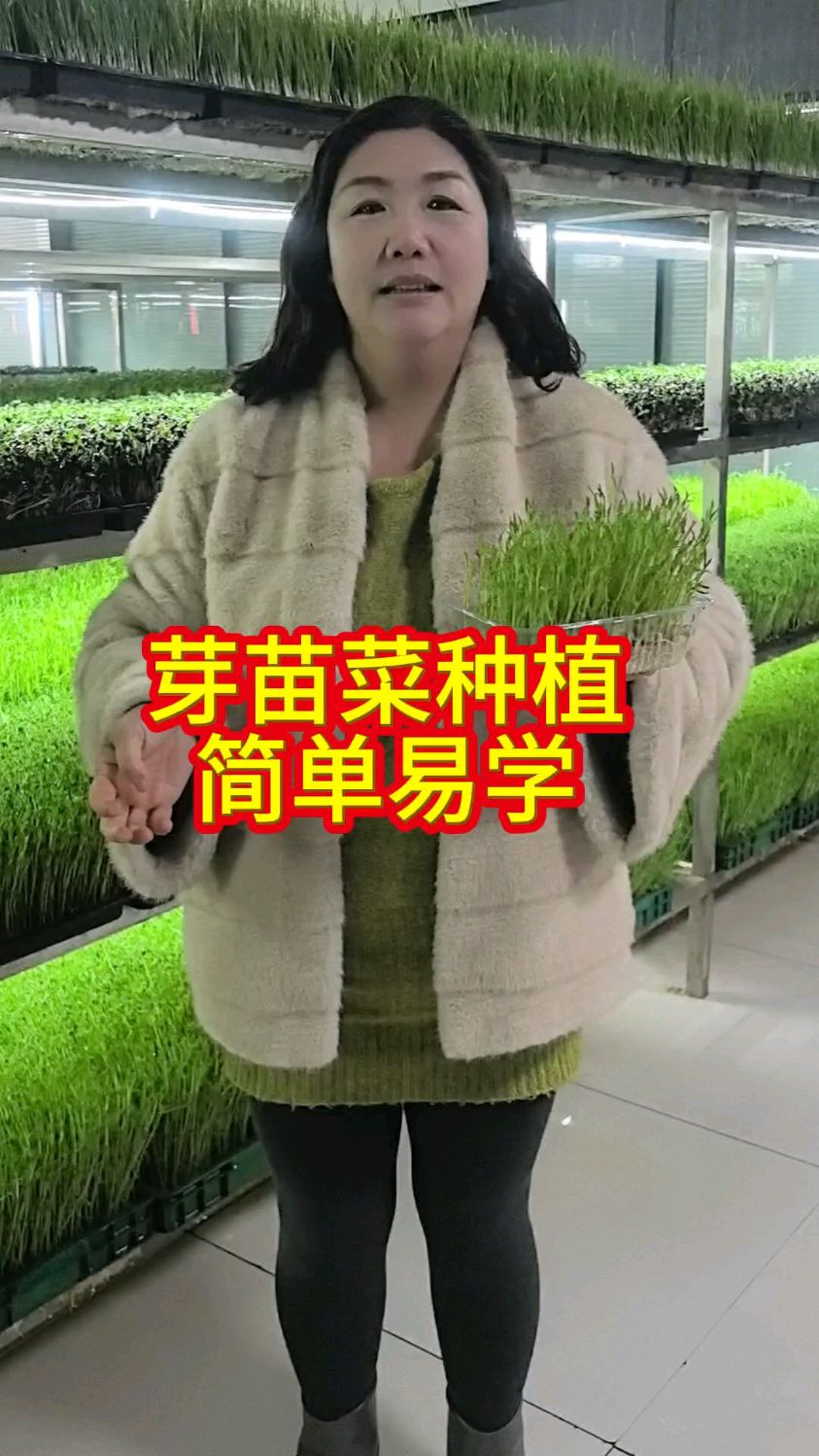 芽苗菜种植简单易学