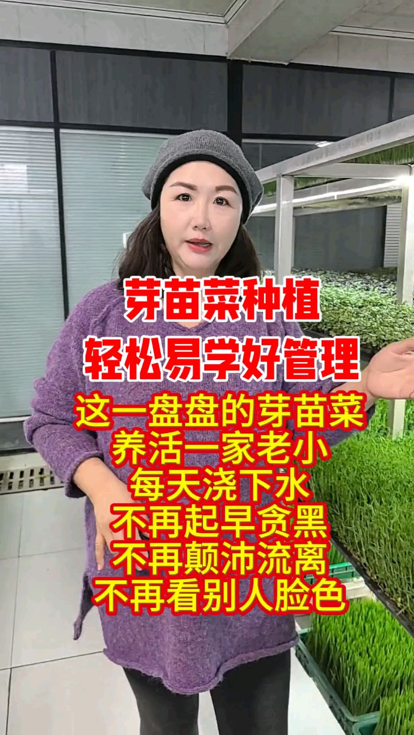 芽苗菜种植轻松易学好管理