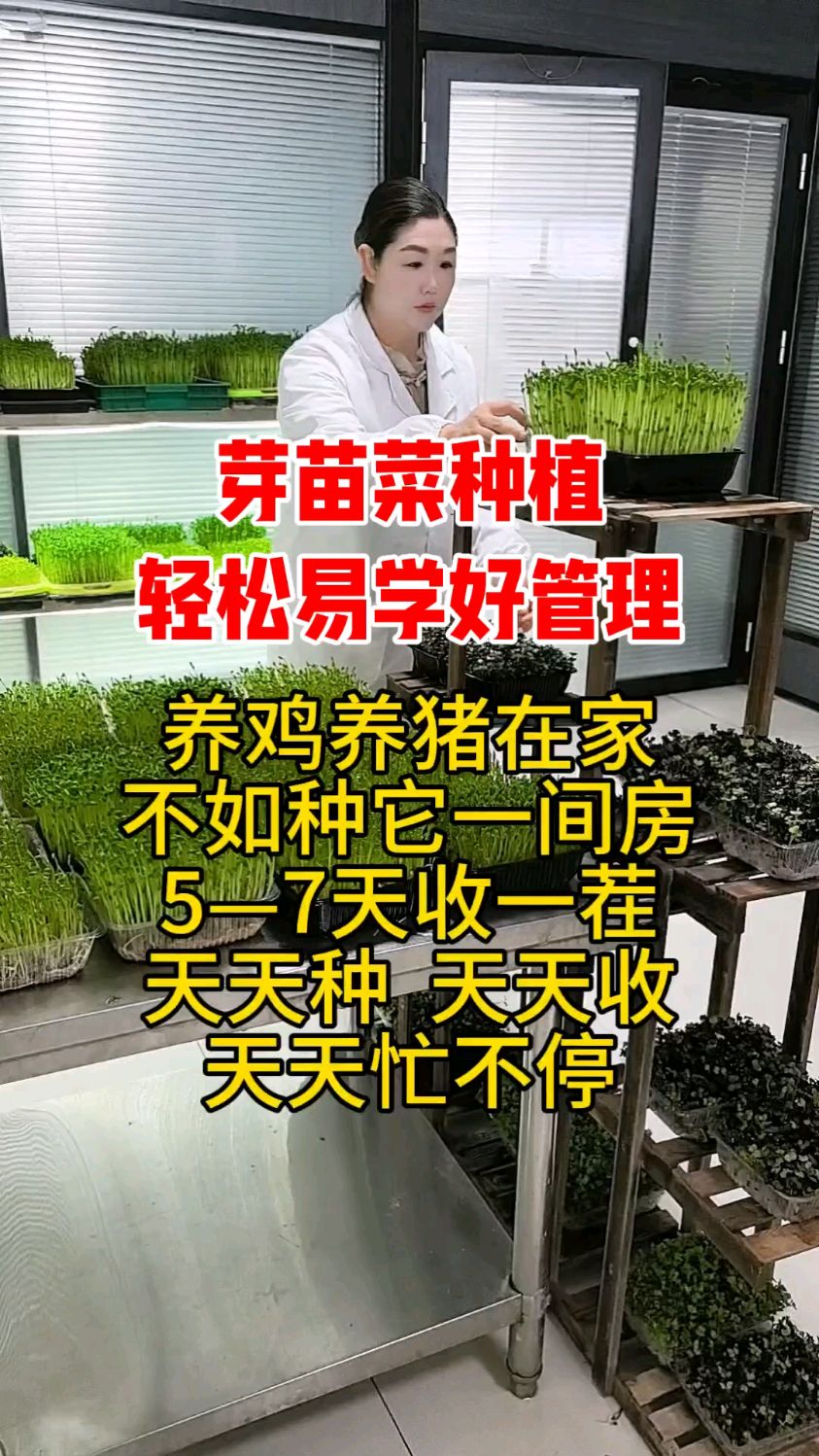 芽苗菜种植轻松易学好管理
