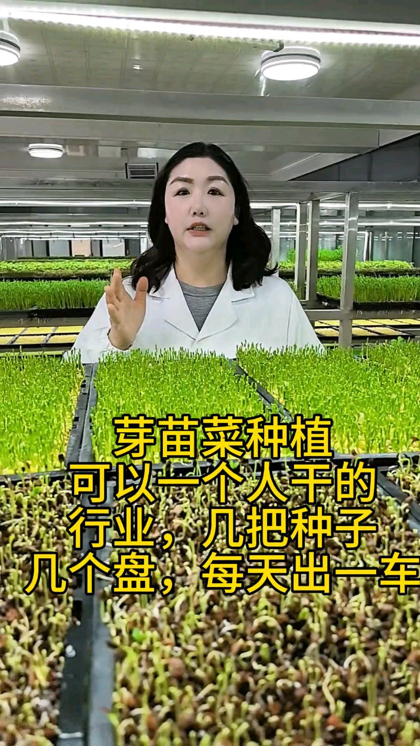 芽苗菜种植轻松易学好管理
