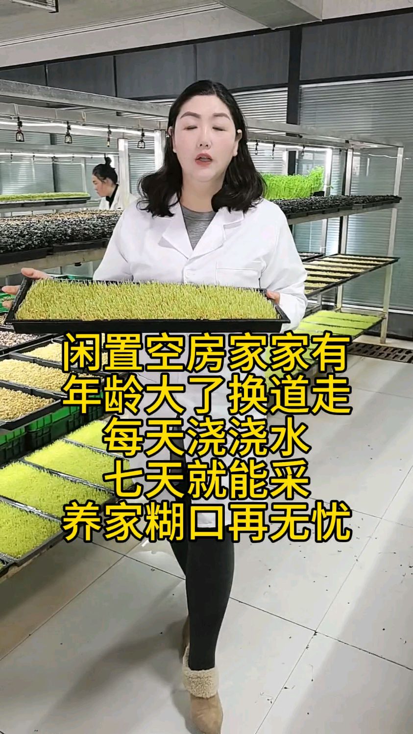 芽苗菜种植轻松易学好管理