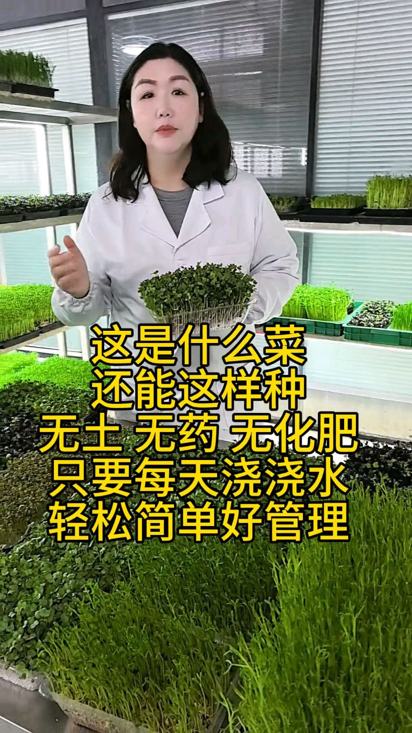 芽苗菜种植轻松易学好管理
