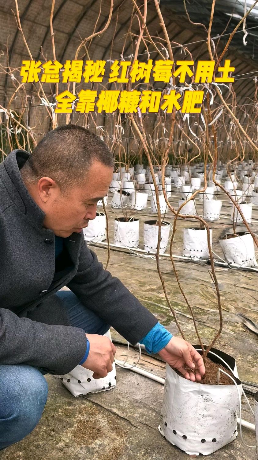 #水果源头基地 #红树莓 #树莓种植 #三农 红树莓不用土