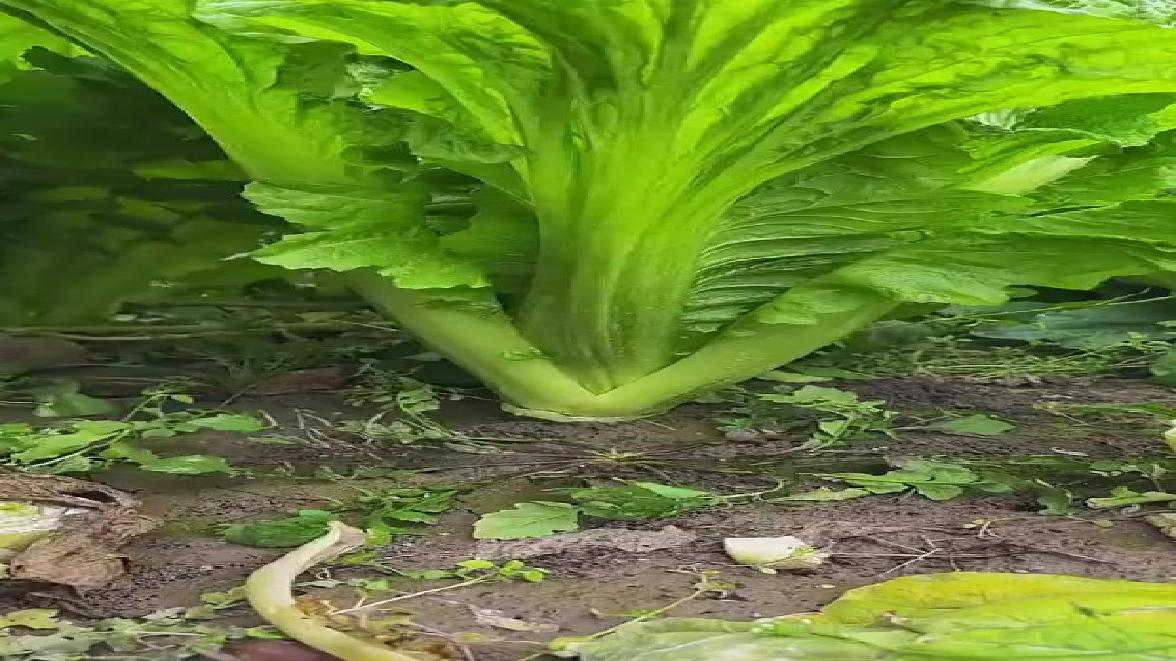 大叶芥菜割了还可以长淹酸菜月月爱种菜